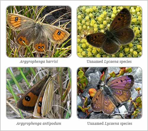 Butterfly species 