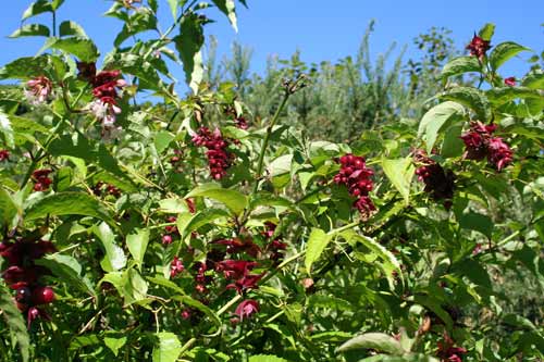 Himalayan honeysuckle