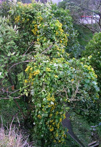 German ivy