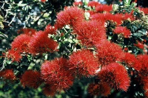 Pōhutukawa flowers 