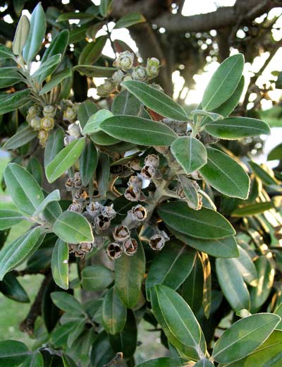 Seed capsules of pōhutukawa 