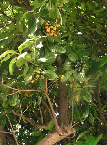Karaka tree in berry