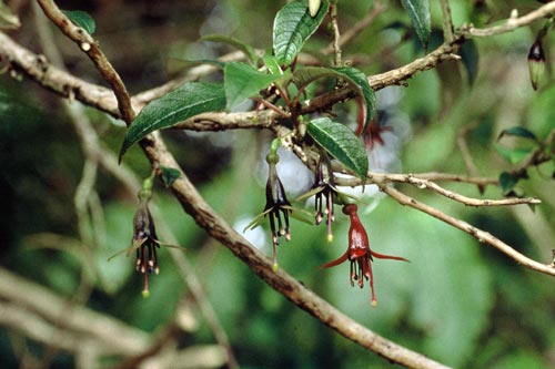 Kōtukutuku – tree fuchsia