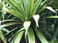 Tōī – mountain cabbage tree