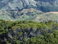 Bog pine in Fiordland