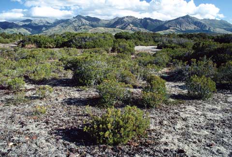 Bog pine in Fiordland