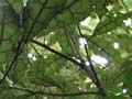 Underside of heketara leaves