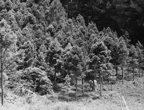 Pine trees, Waipoua Forest