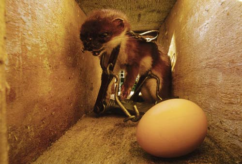 Trapped stoat