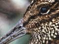 Stewart Island snipe 