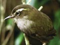 Stead’s bush wren 