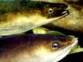 Shortfin eels 