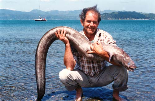 Ngōiro (conger eel)