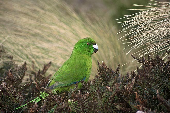 Antipodes Island parakeet