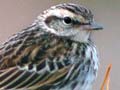 New Zealand pipit