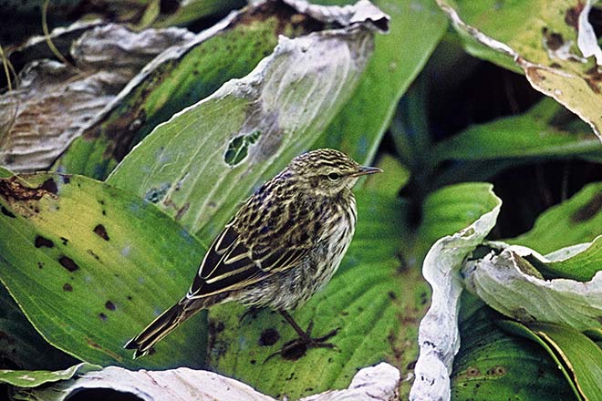 Auckland Islands pipit 