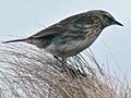 Antipodes Island pipit 