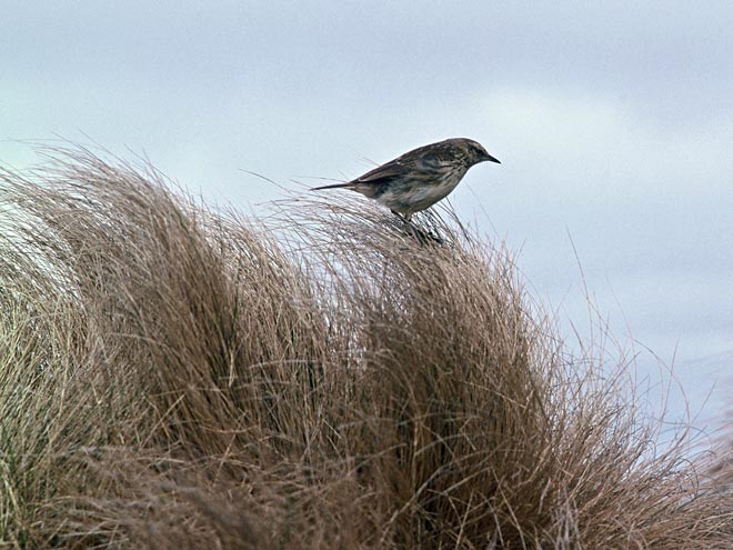 Antipodes Island pipit 