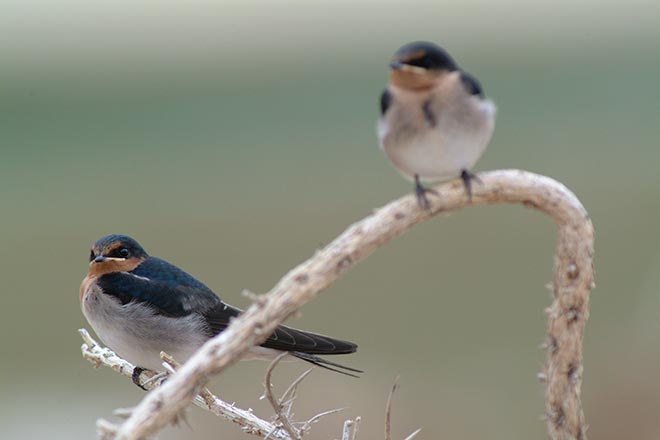 Welcome swallows