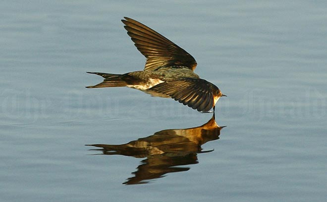 Welcome swallow over Lake Ngāroto