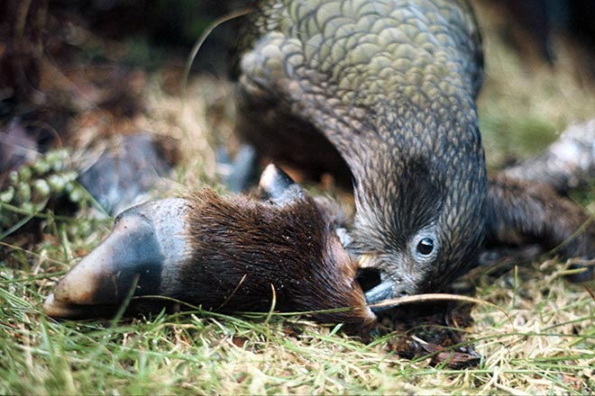 Kea eating carrion