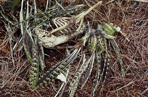 Kākāpō remains, Stewart Island