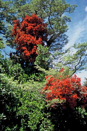 Red mistletoe
