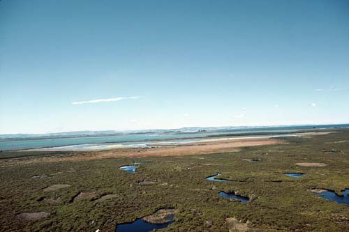 Waituna wetland