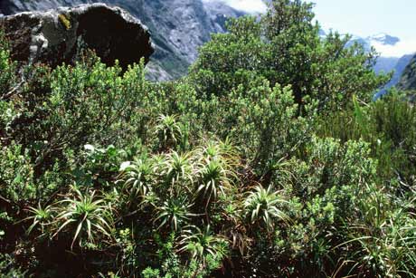 Subalpine vegetation