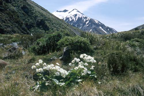 Mt Cook lily