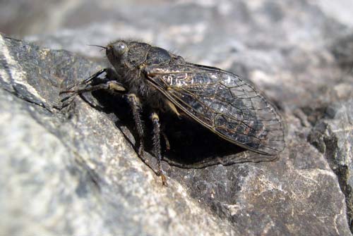 Alpine cicada 