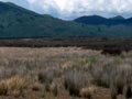 Ephemeral wetland, Volcanic Plateau 