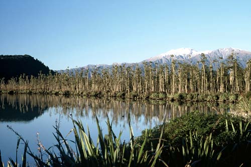 Swamp forest, Lake Wahapo