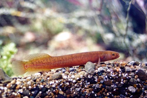 Brown mudfish