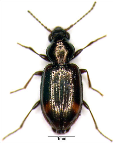 Ground beetle 