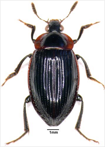 Carrion beetle
