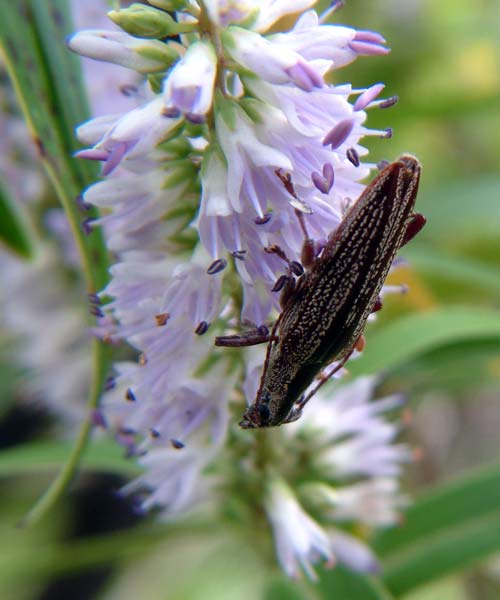 Longhorn beetle