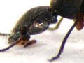 Pintail beetle
