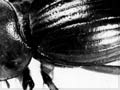 Cromwell chafer beetle 