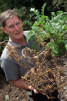 Ragwort