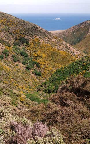 Mixed shrubland, Wellington south coast