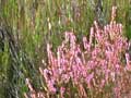 Scotch heather, Tongariro National Park