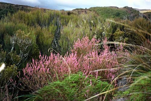 Scotch heather, Tongariro National Park