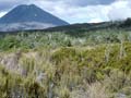 Heathland, Tongariro National Park