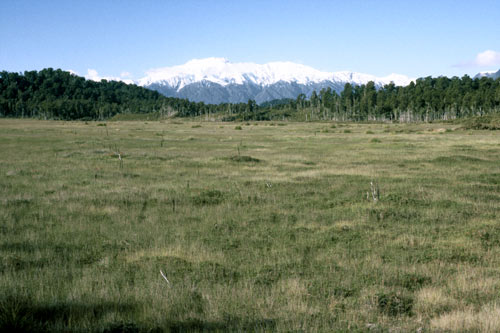 Pakihi heathland, Ōkārito