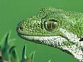 Marlborough green gecko on mānuka