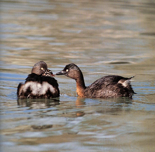 Dabchick adults with chick