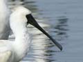 Royal spoonbills at Manukau Harbour