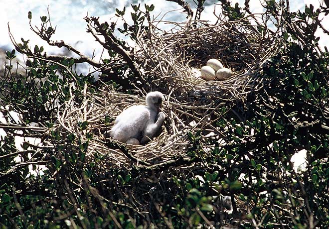 Royal spoonbill nests