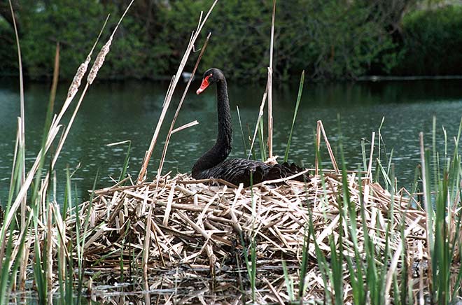 Black swan on nest